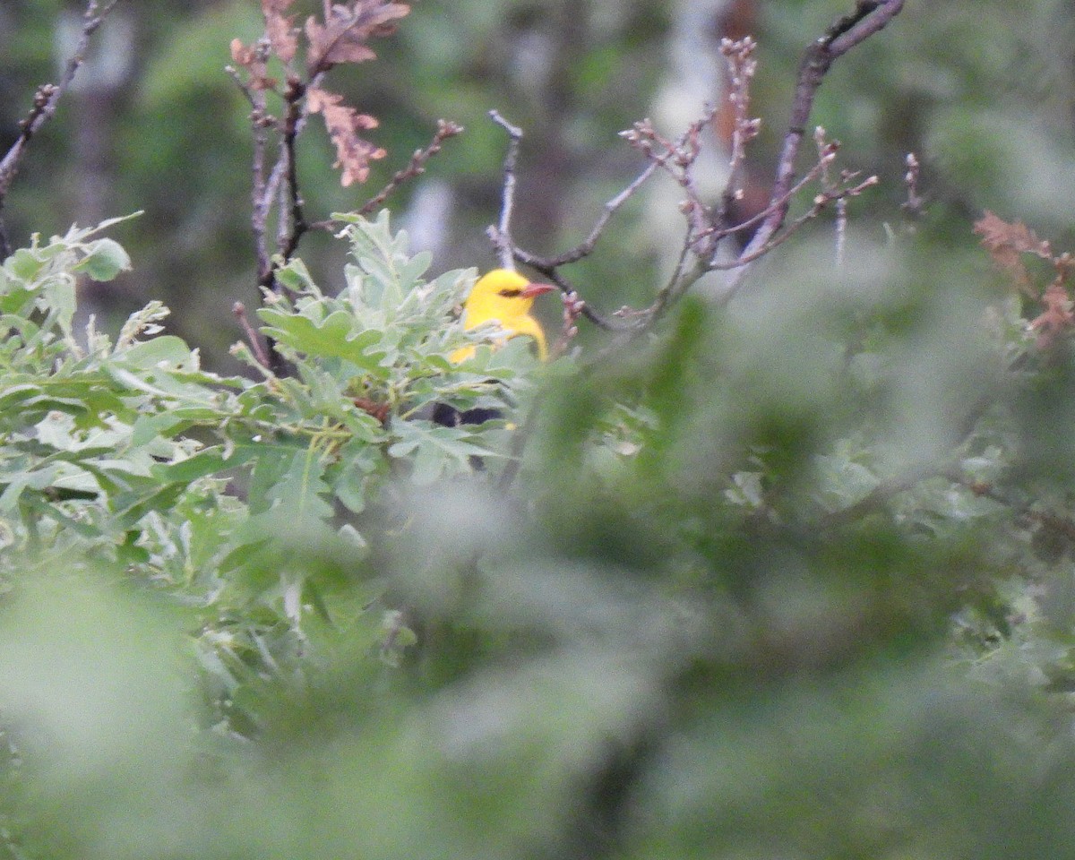 Эгэл шаргач - ML644423131