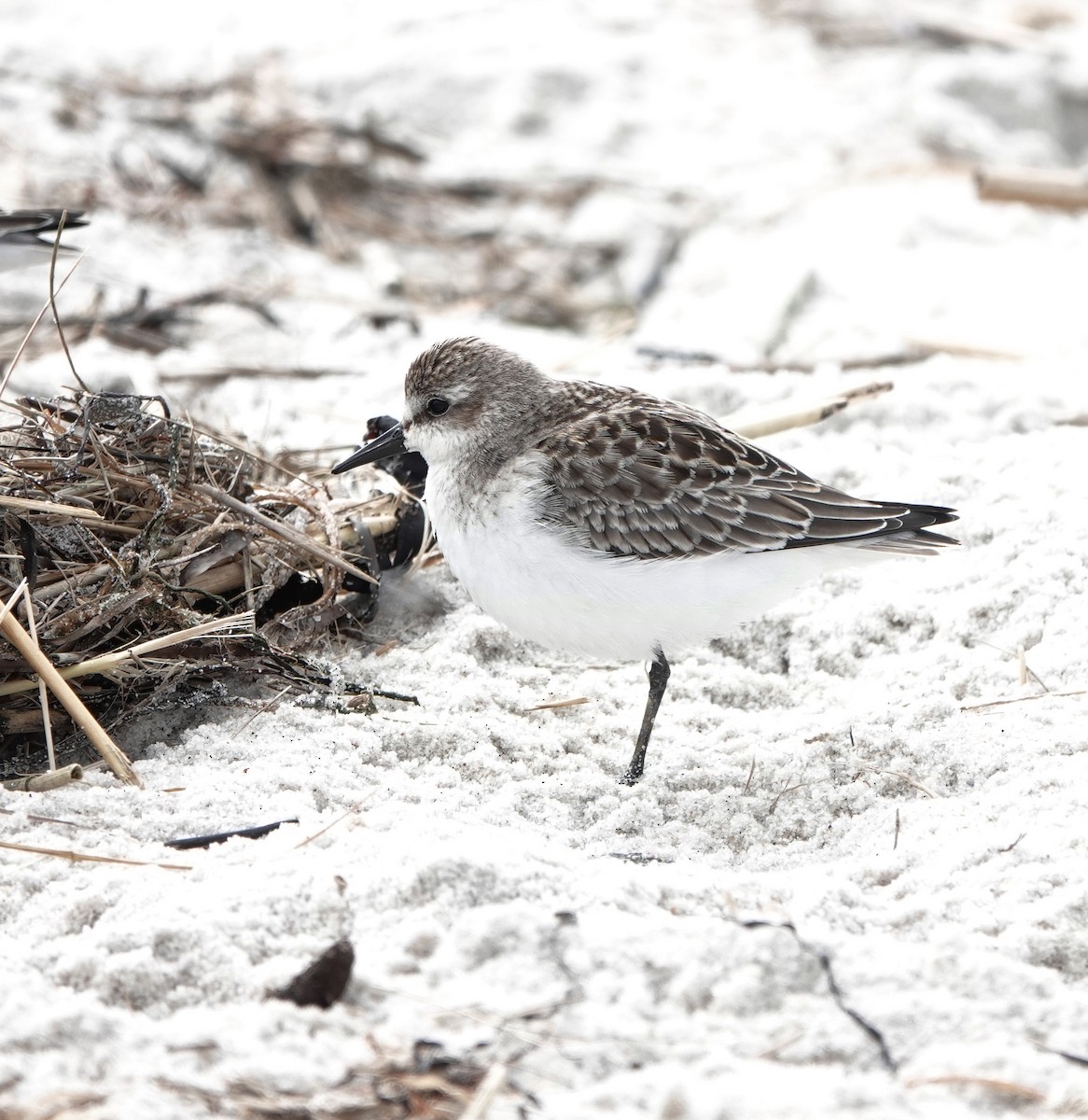 Побережник тундровий - ML644423151