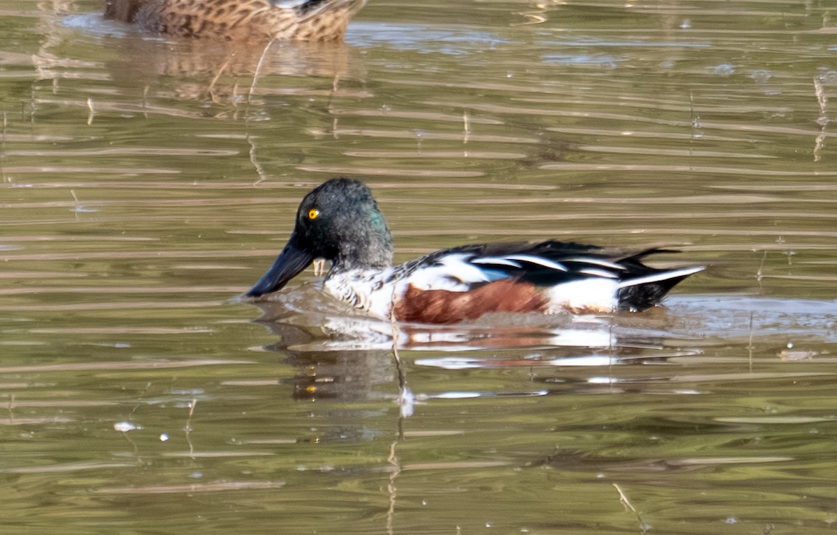 Широконіска північна - ML644423154