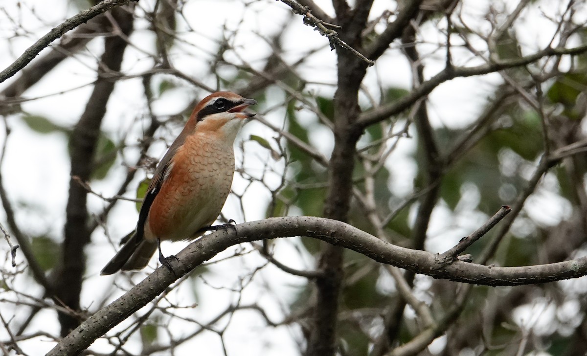 Сорокопуд японський - ML644423156
