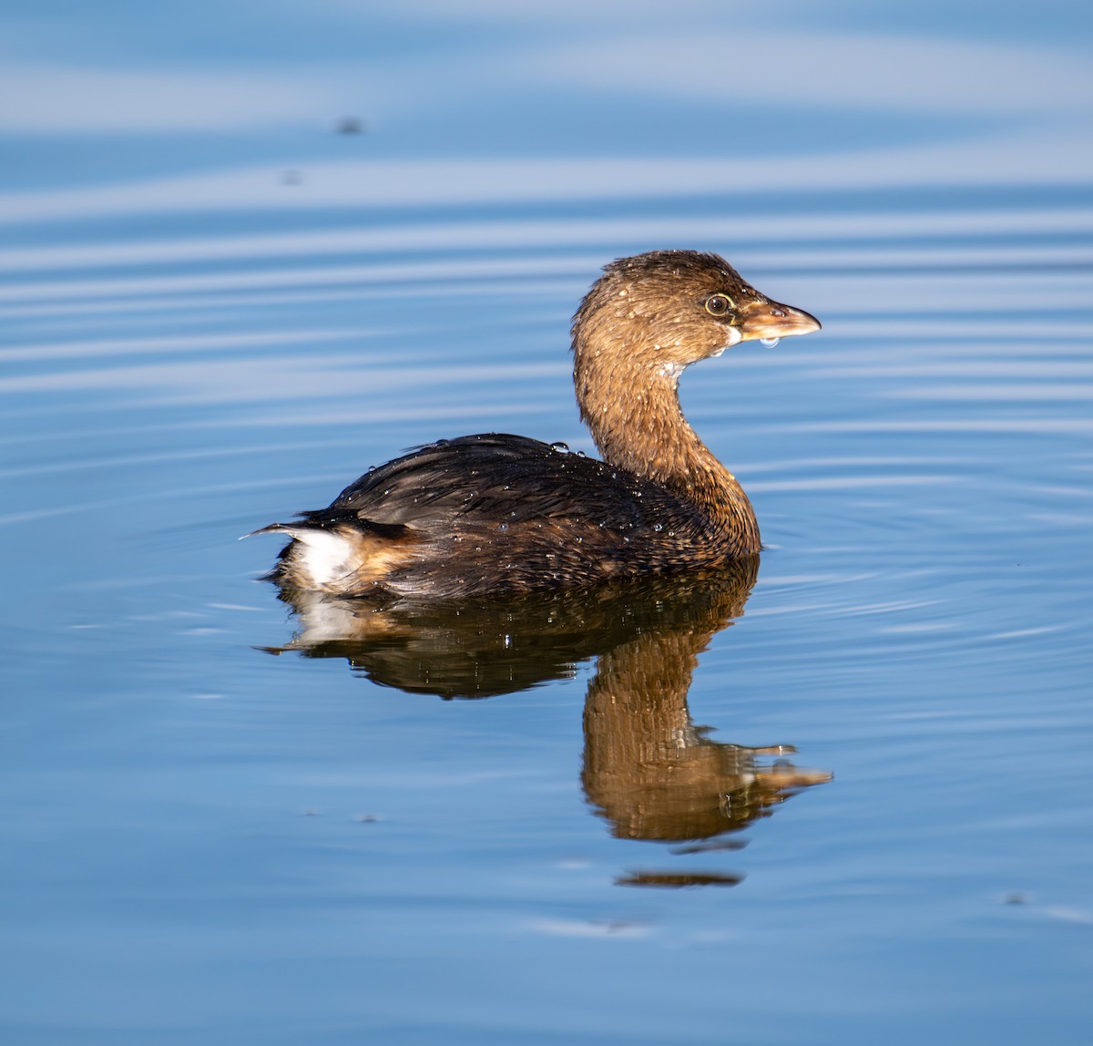 Пірникоза рябодзьоба - ML644423158