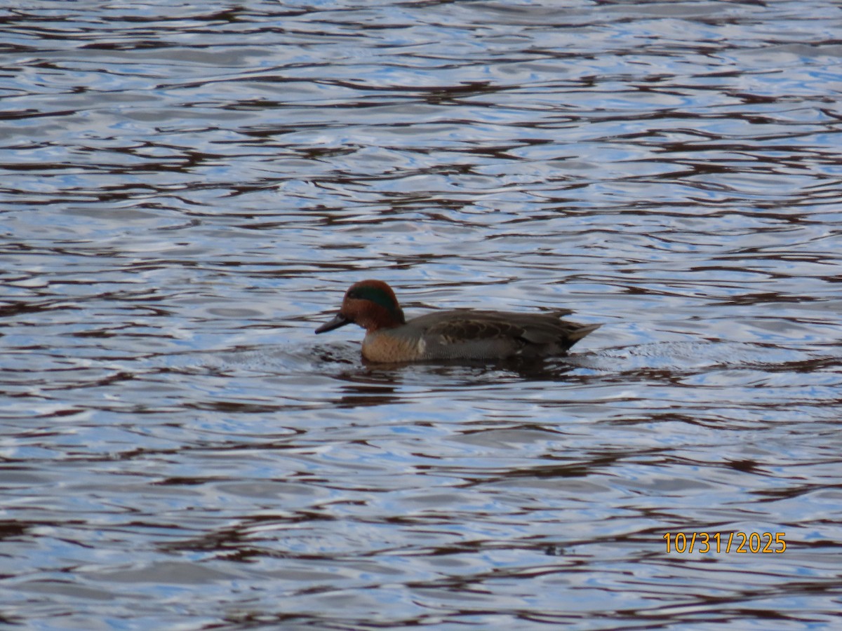 Чирянка мала - ML644423159