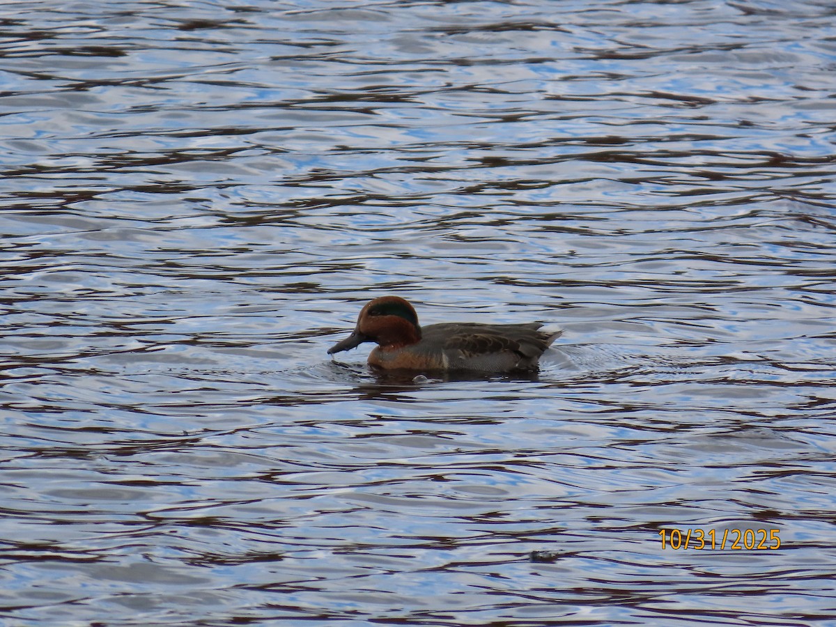 Чирянка мала - ML644423160