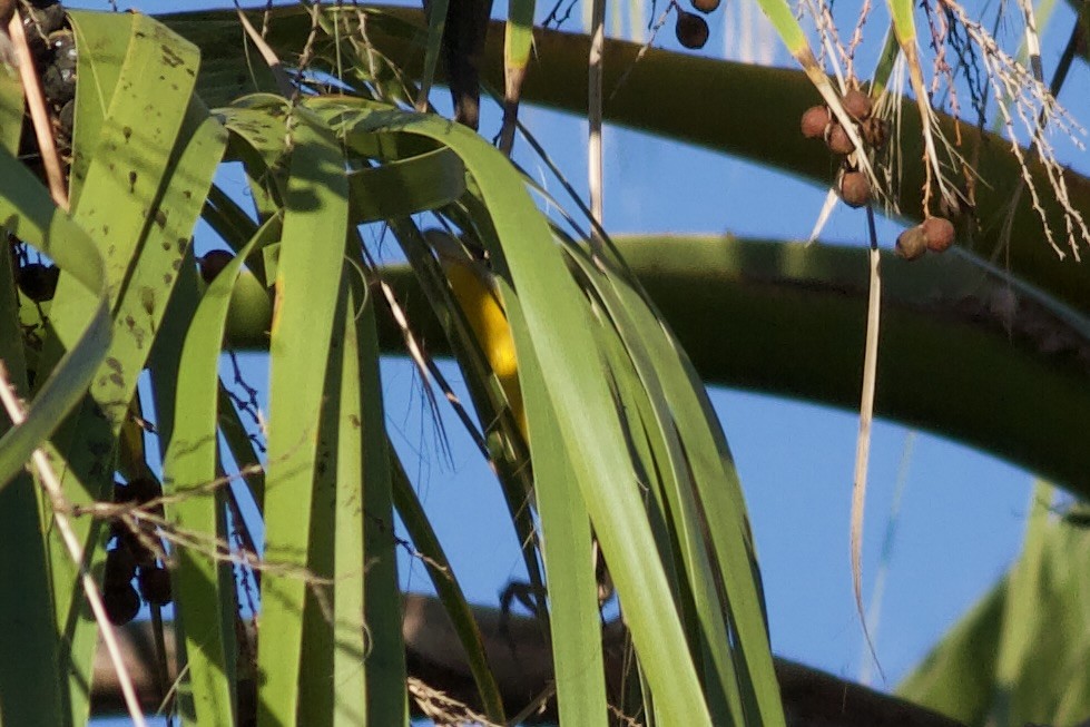 Іктерія - ML644423161