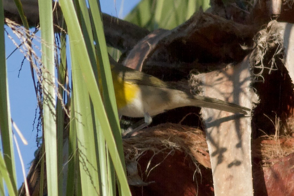 Іктерія - ML644423162