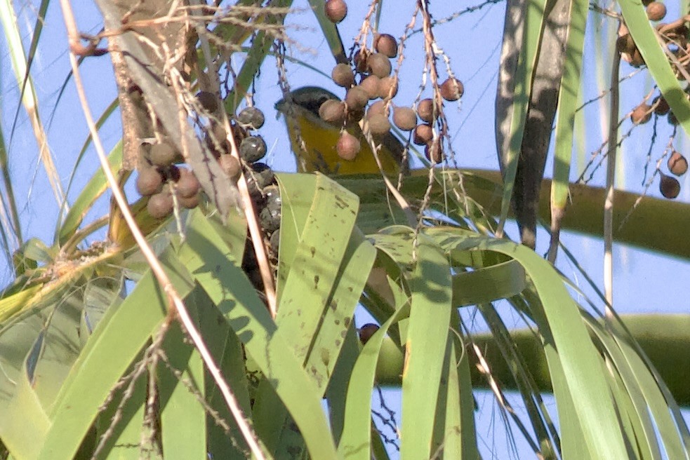 Іктерія - ML644423163