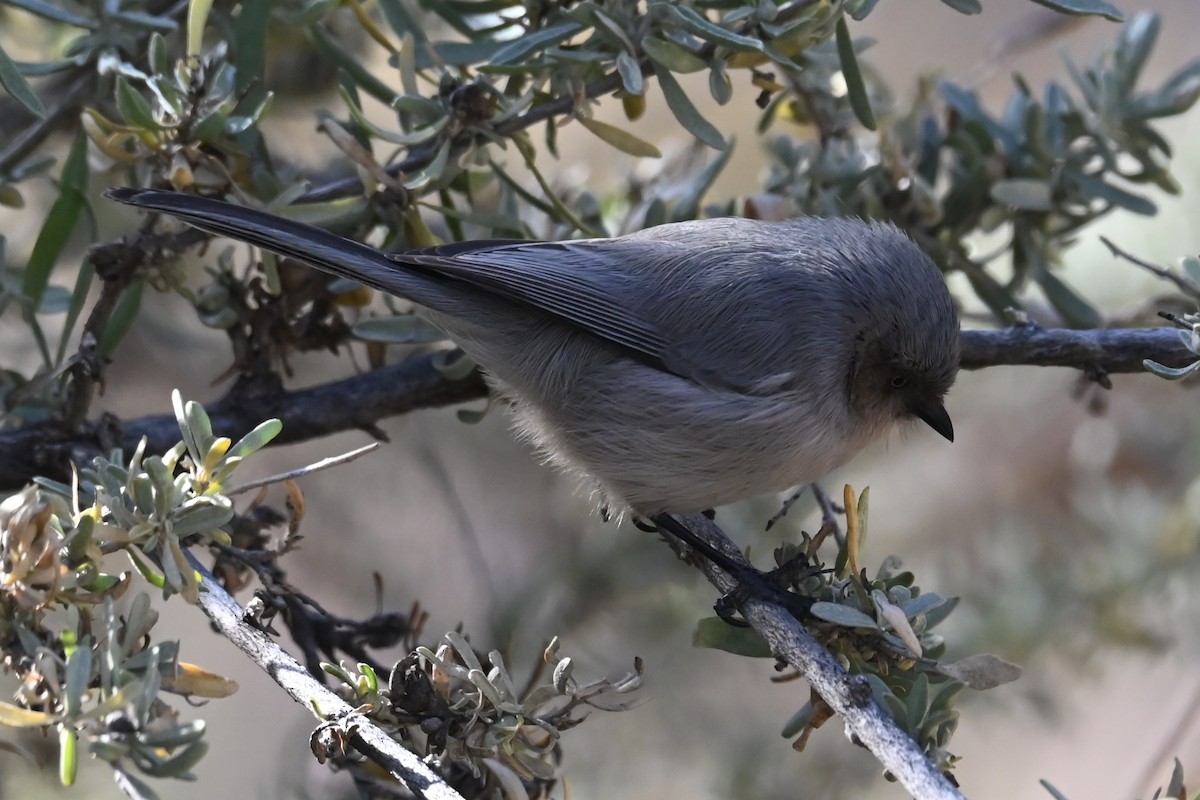 Ополовник американський - ML644423164