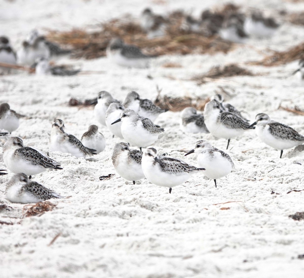 Побережник білий - ML644423165