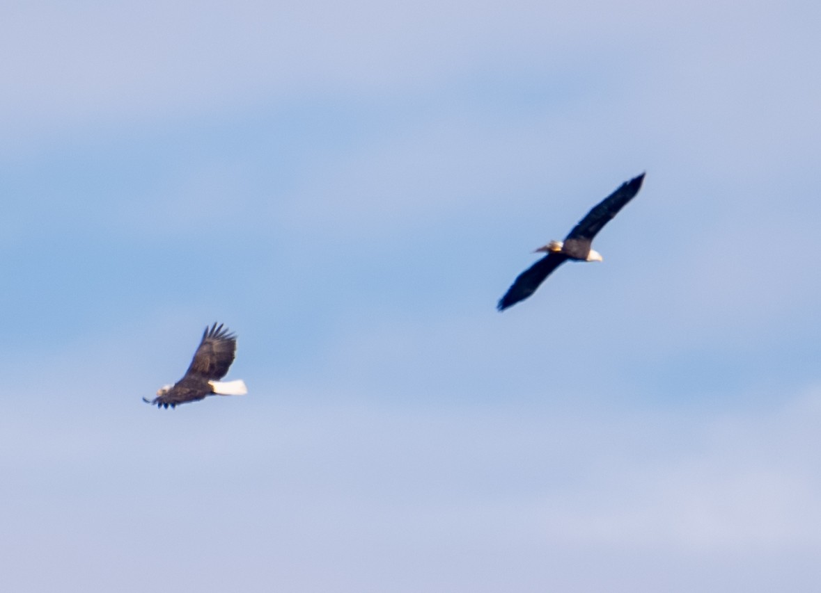 Орлан білоголовий - ML644423168