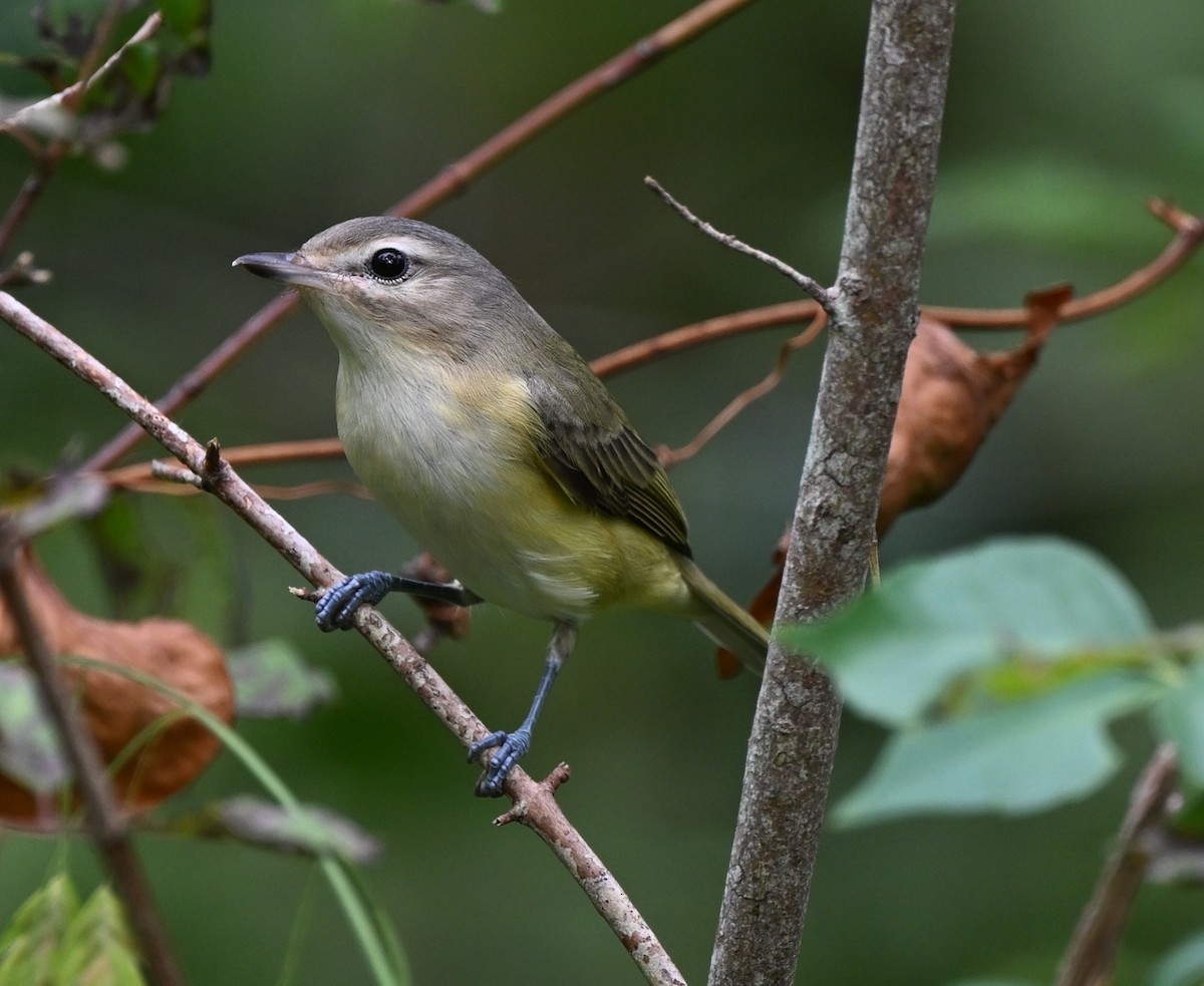 Eastern Warbling Vireo - ML644423171