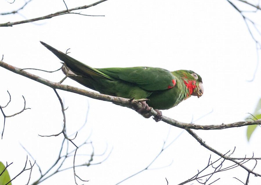 Аратинга венесуельський - ML644423172