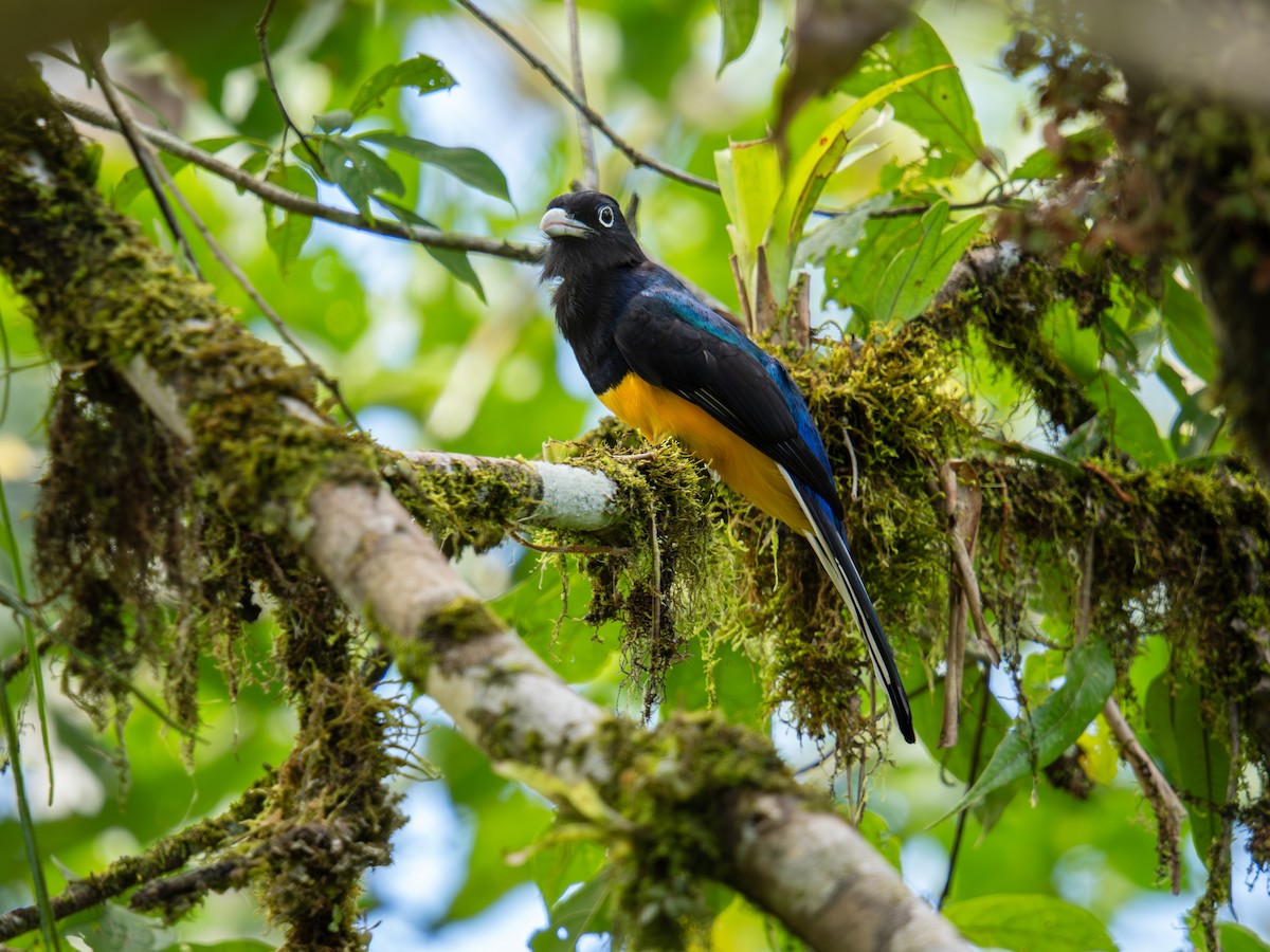 Трогон синьоволий - ML644423173