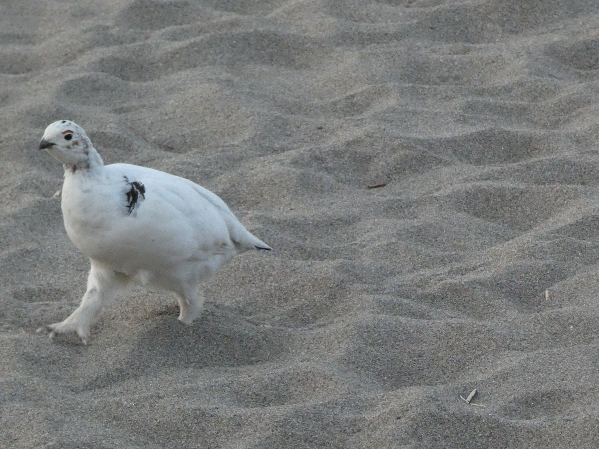 Куріпка біла - ML644423174