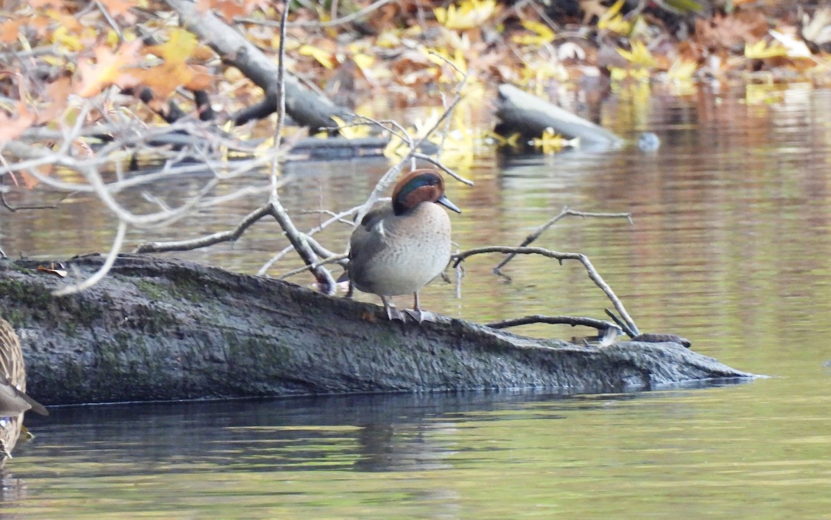 Чирянка мала - ML644423175