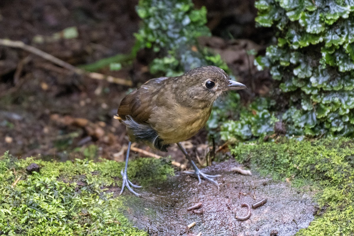 Мурашниця бура - ML644423176