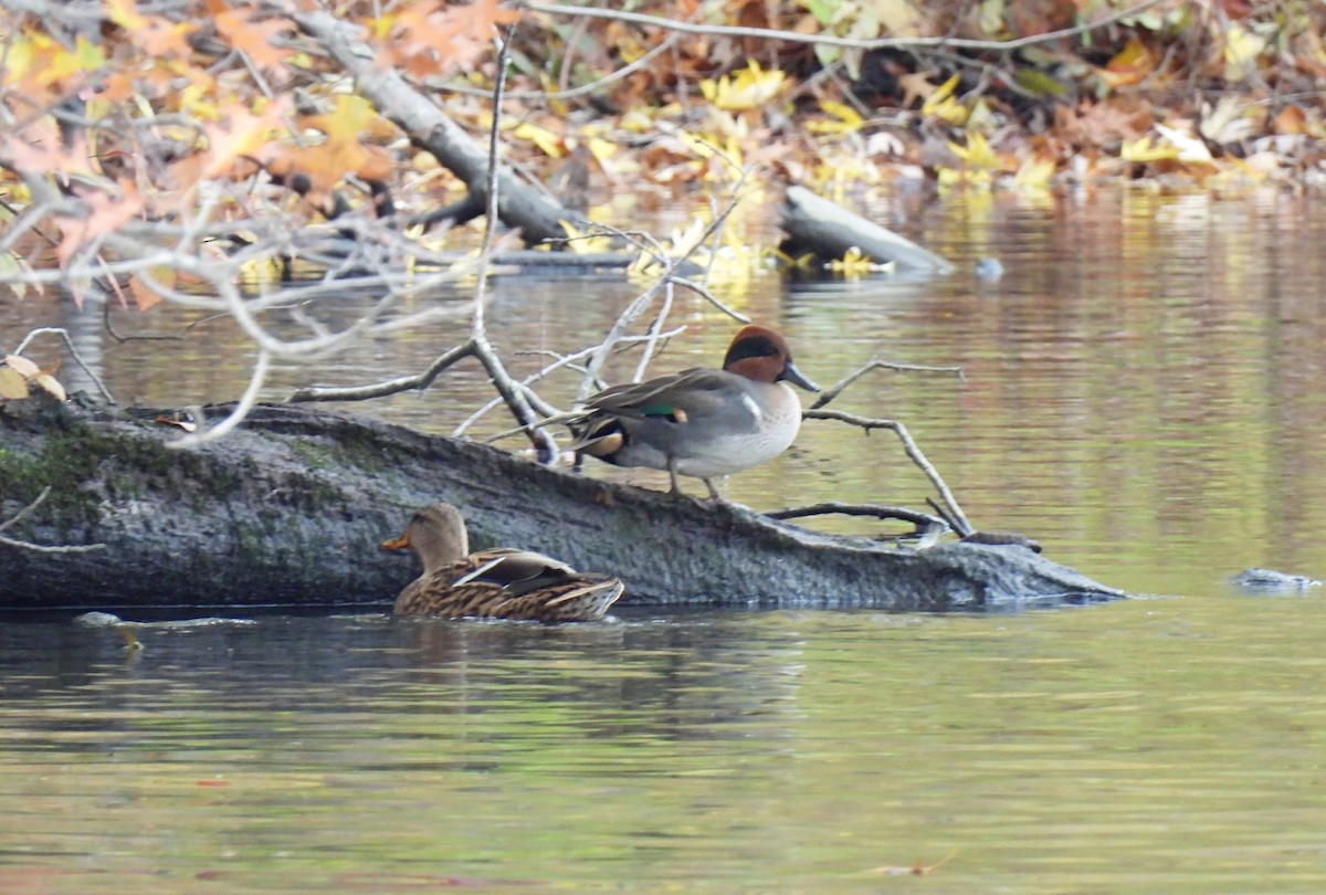 Чирянка мала - ML644423177