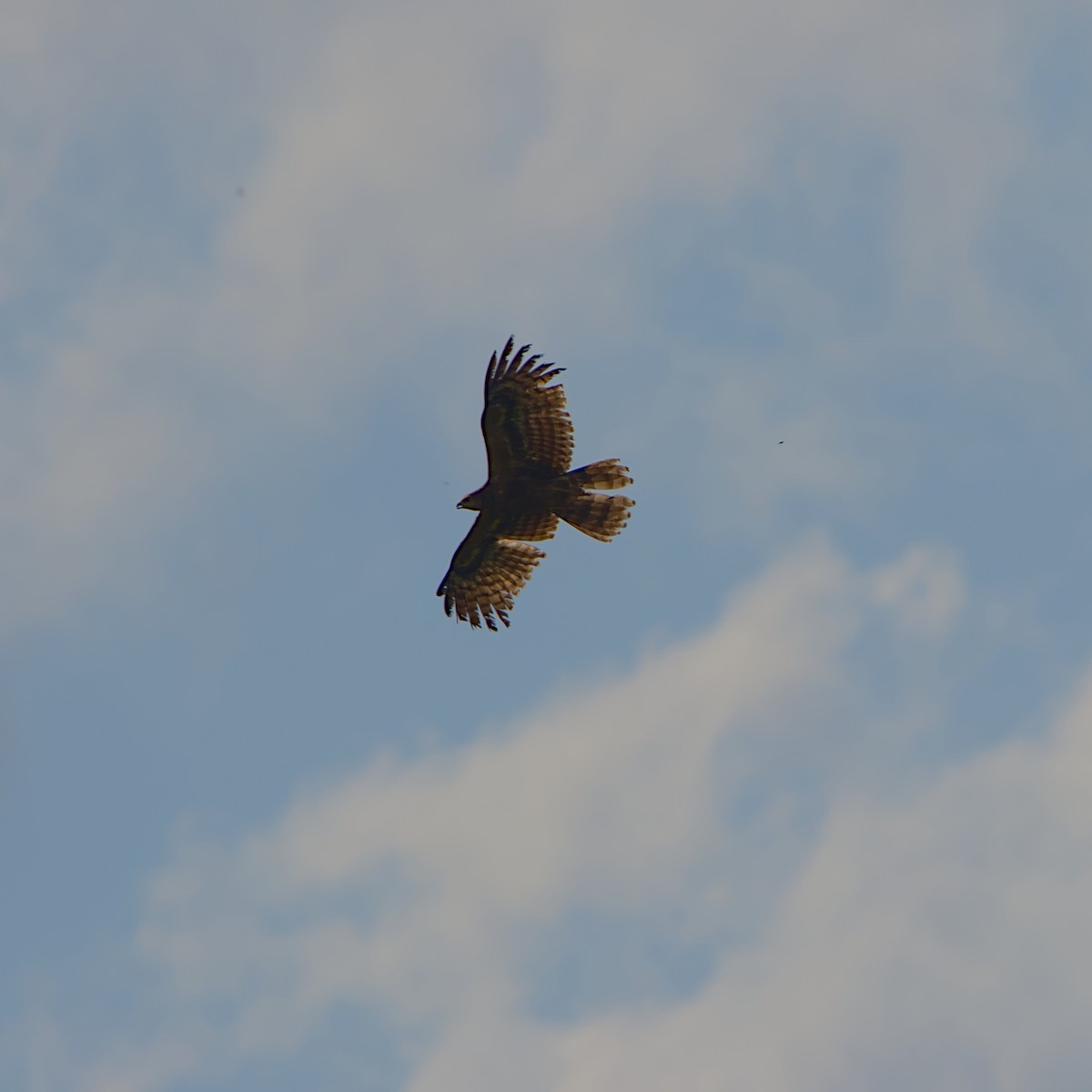 Канюк звичайний - ML644423179