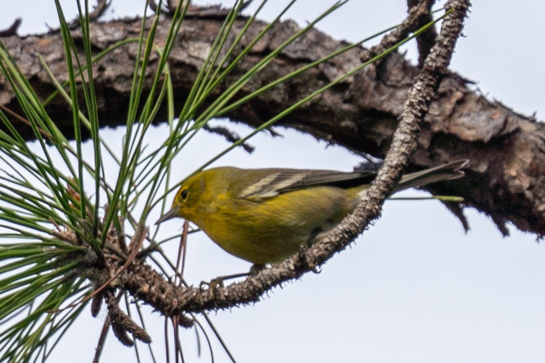 Pine Warbler - ML644423181