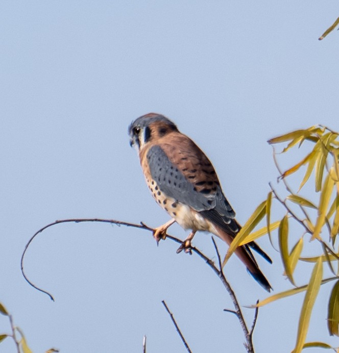 Боривітер американський - ML644423183