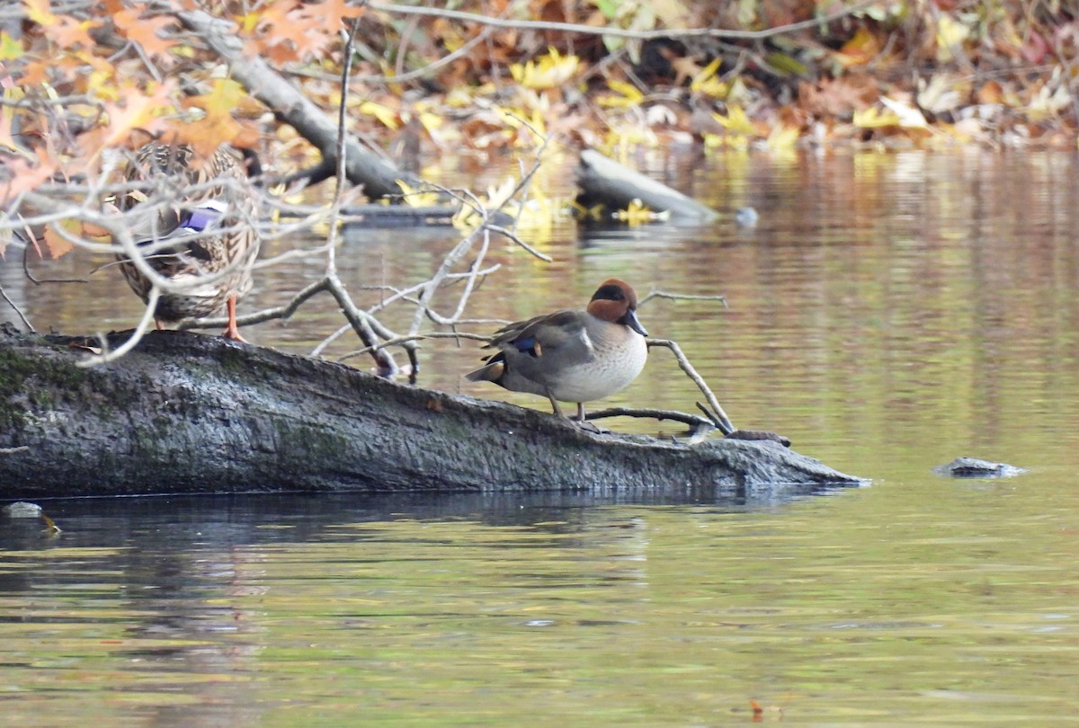 Чирянка мала - ML644423184