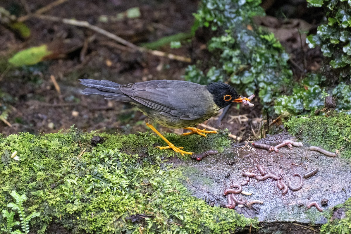 Speckled Nightingale-Thrush - ML644423192