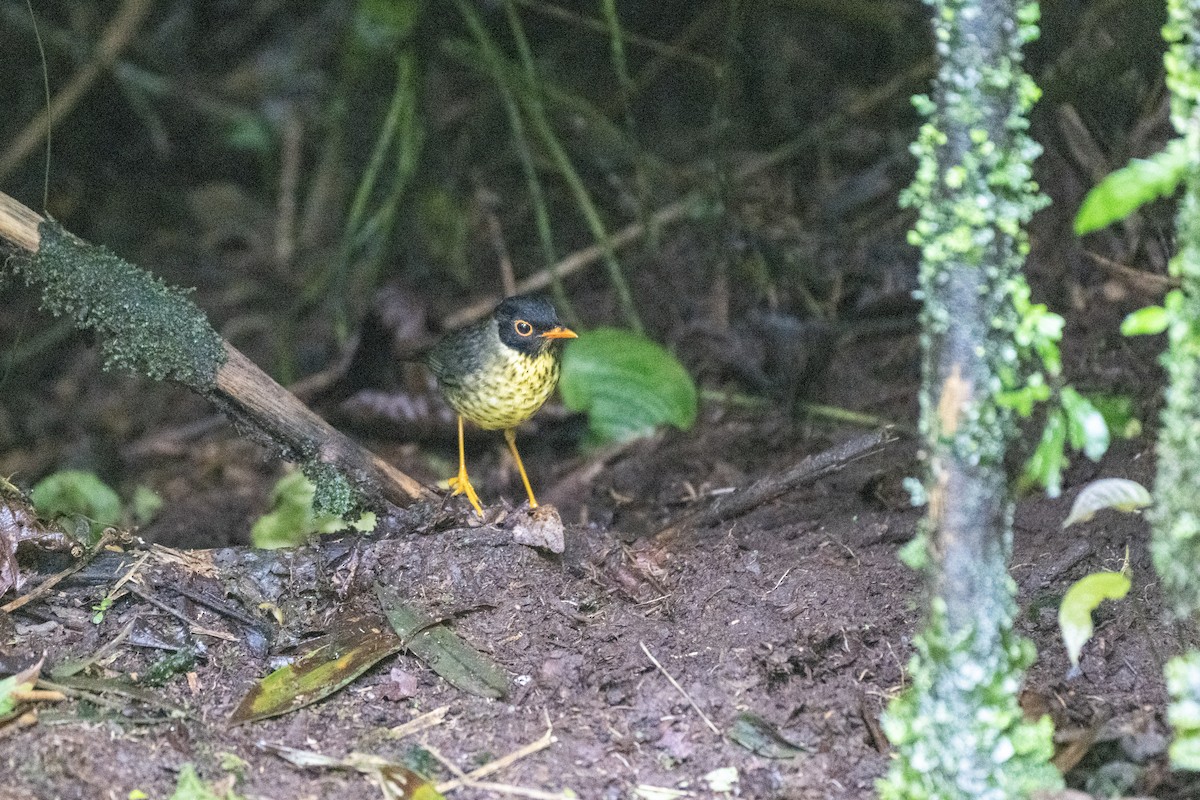 Speckled Nightingale-Thrush - ML644423193
