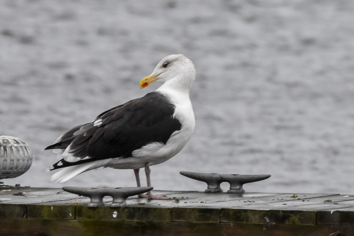 Great Black-backed Gull - ML644423216