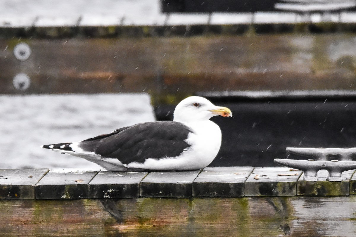 Great Black-backed Gull - ML644423217
