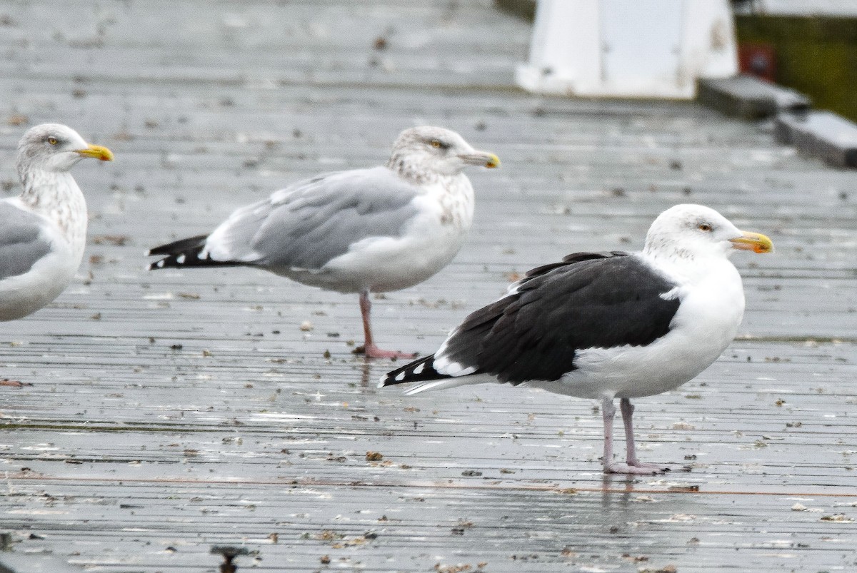 Great Black-backed Gull - ML644423218