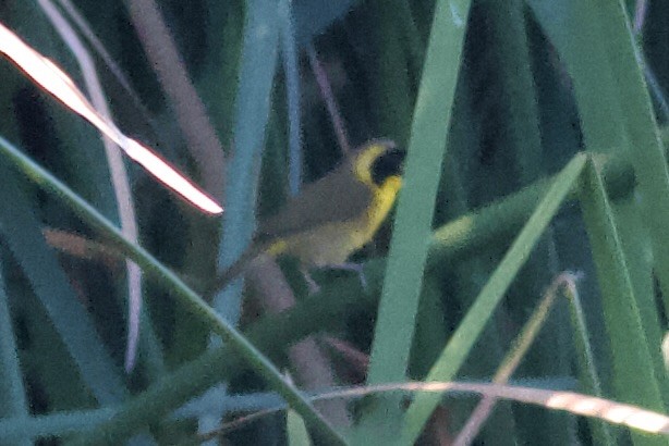 Belding's Yellowthroat - ML644423223