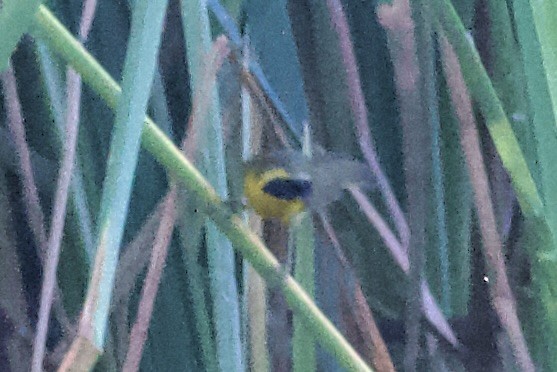 Belding's Yellowthroat - ML644423225