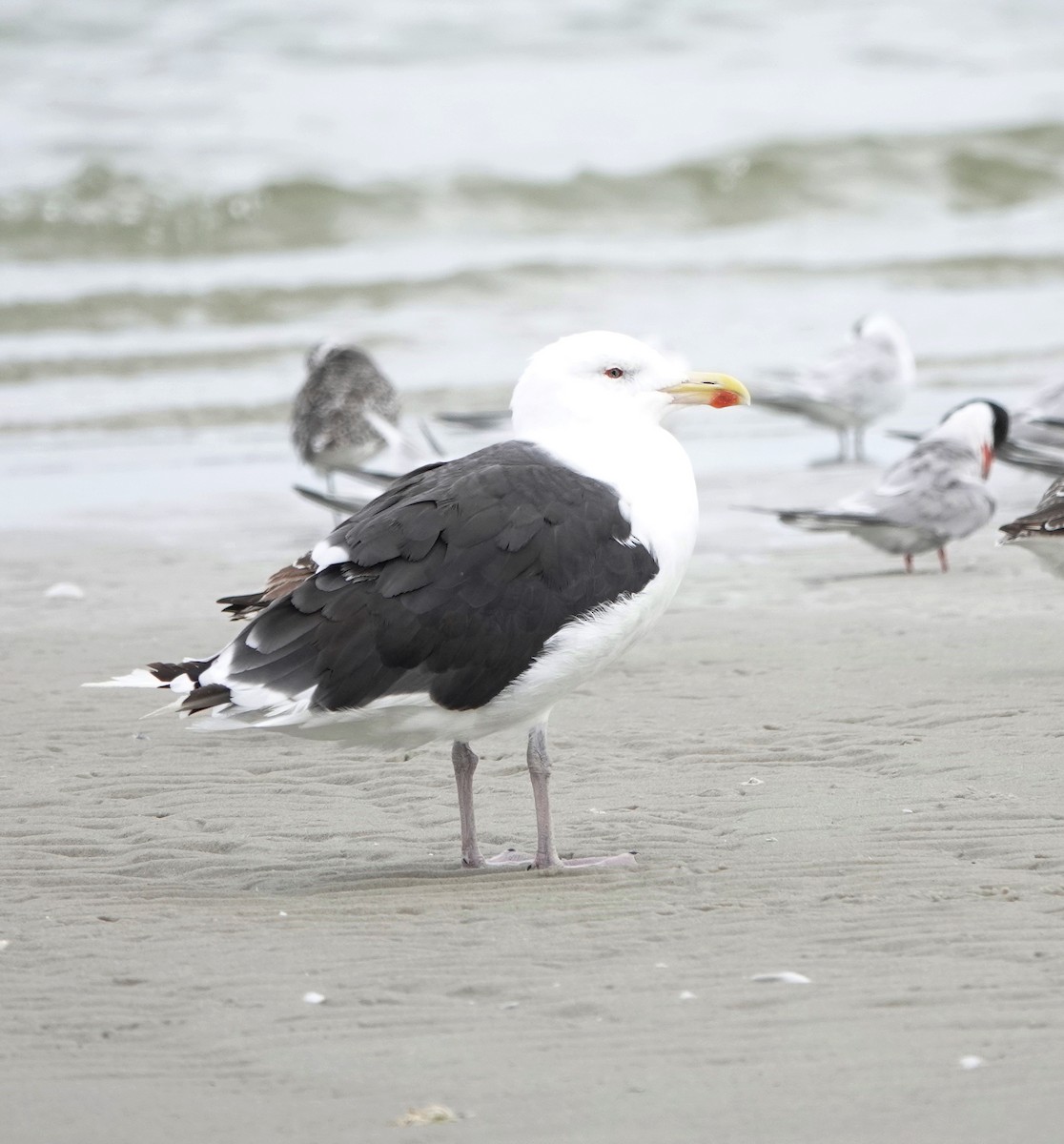 Great Black-backed Gull - ML644423226