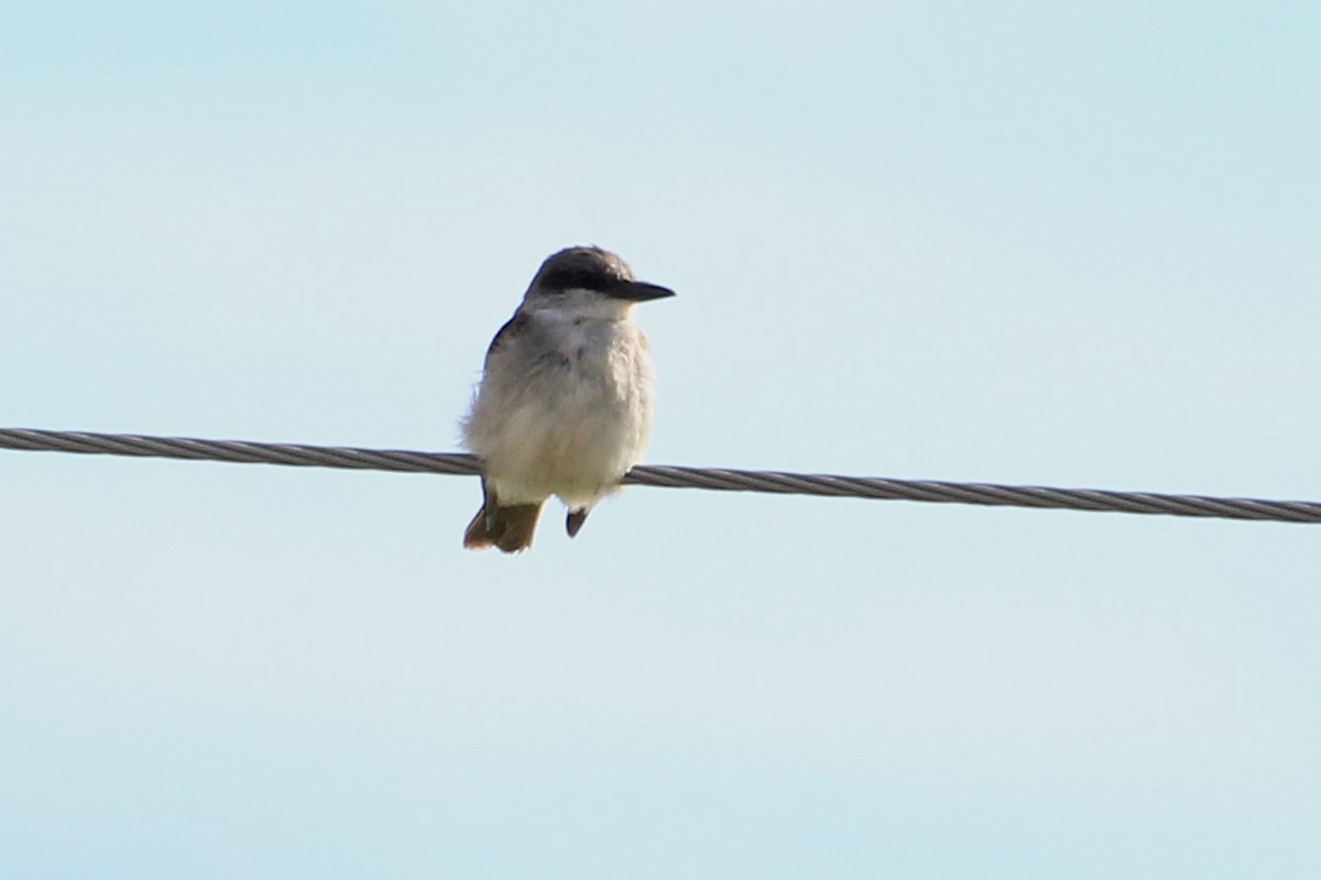 Gray Kingbird - ML644423229
