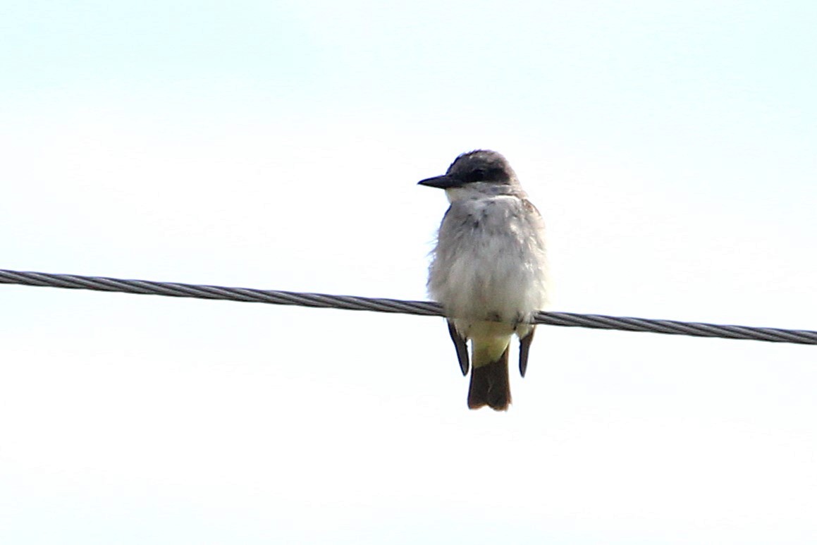 Gray Kingbird - ML644423230