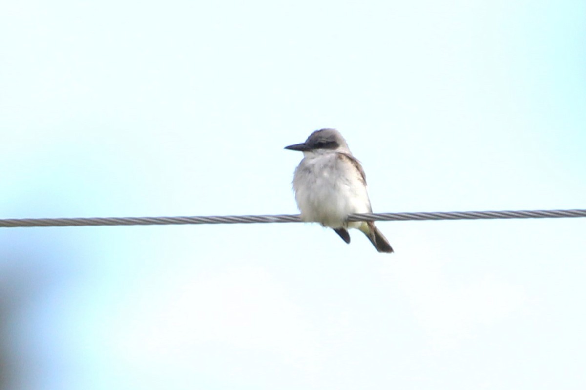 Gray Kingbird - ML644423231