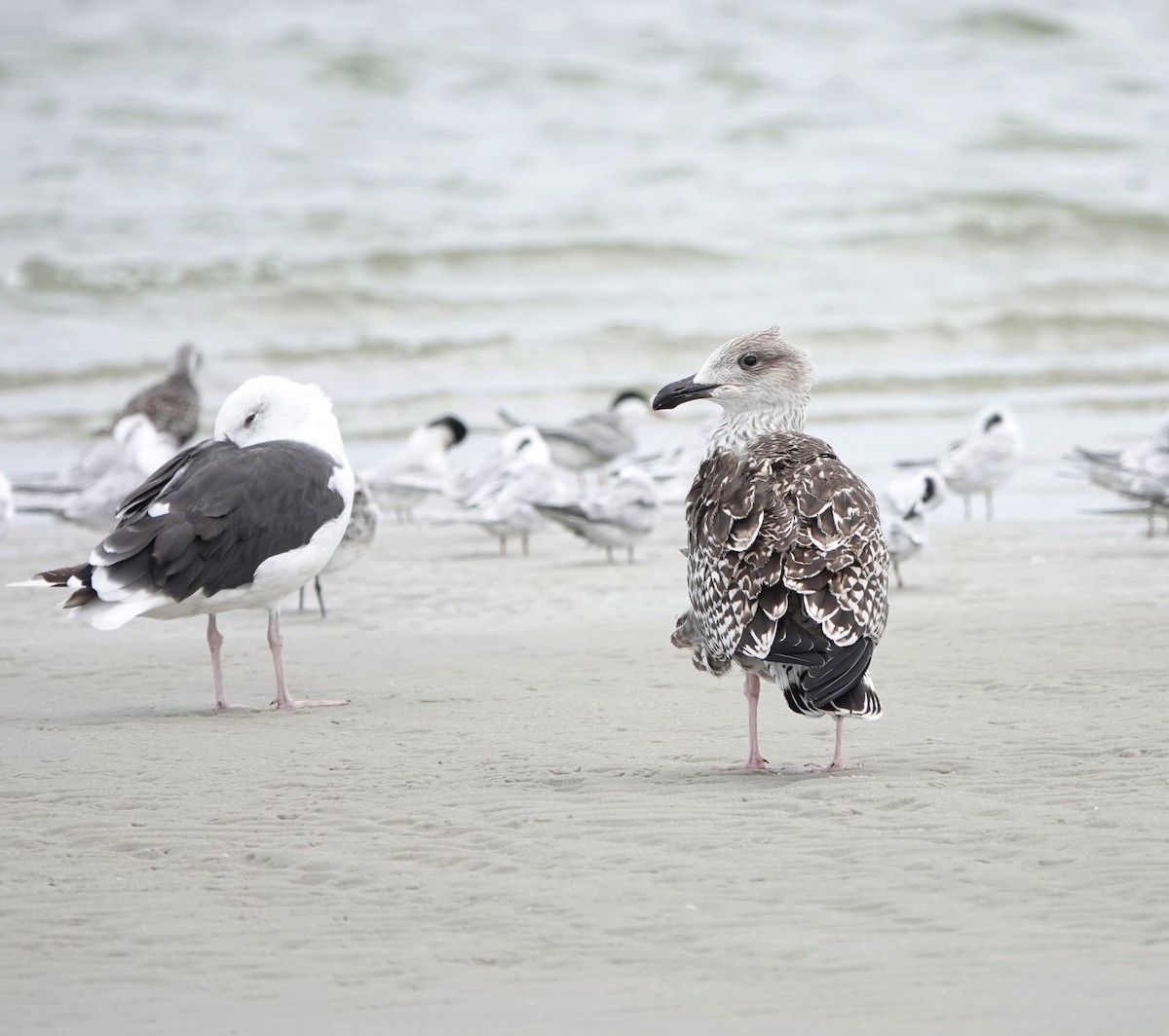 Great Black-backed Gull - ML644423238