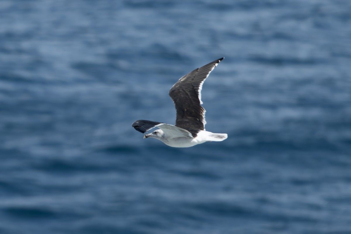 Great Black-backed Gull - ML644423251