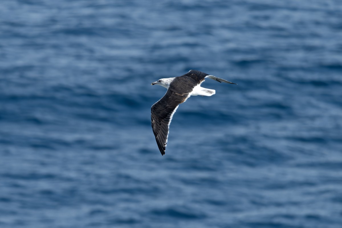 Great Black-backed Gull - ML644423252