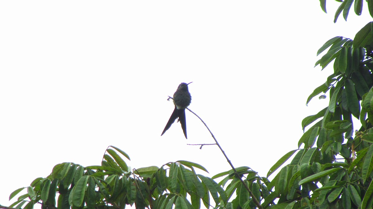 ツバメハチドリ - ML644423255