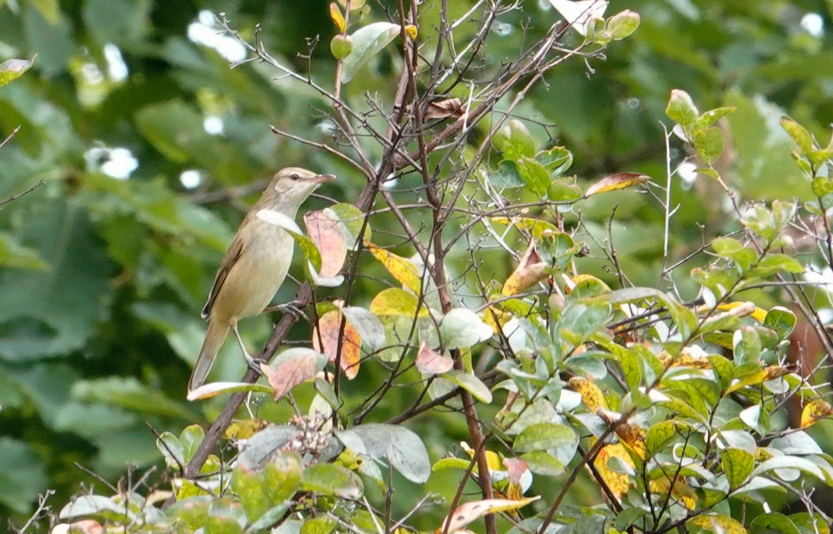 Дорнын охил бялзуухай - ML644423286