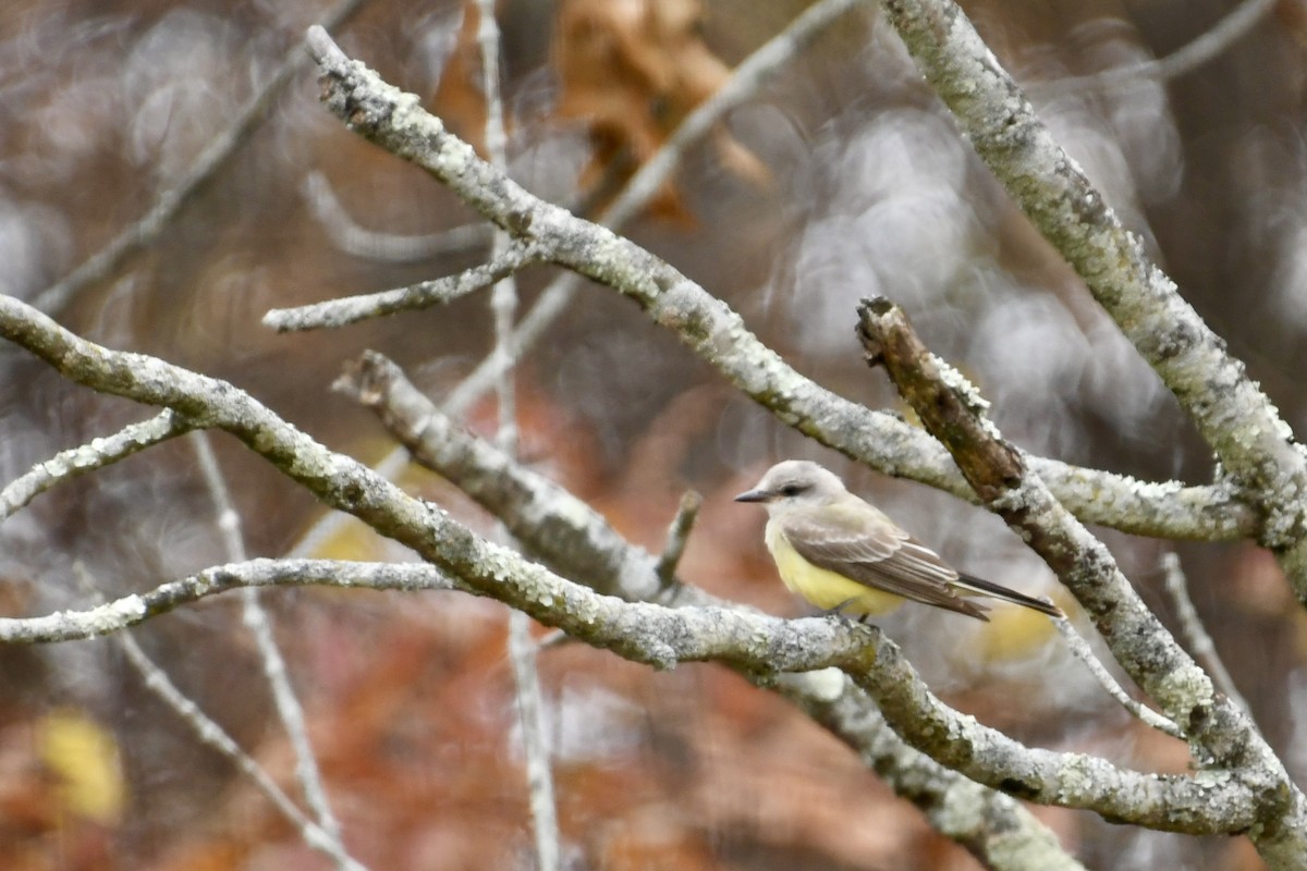 ニシタイランチョウ - ML644423288