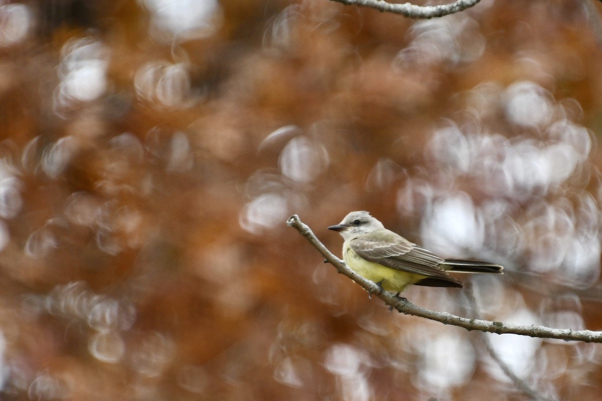 ニシタイランチョウ - ML644423289