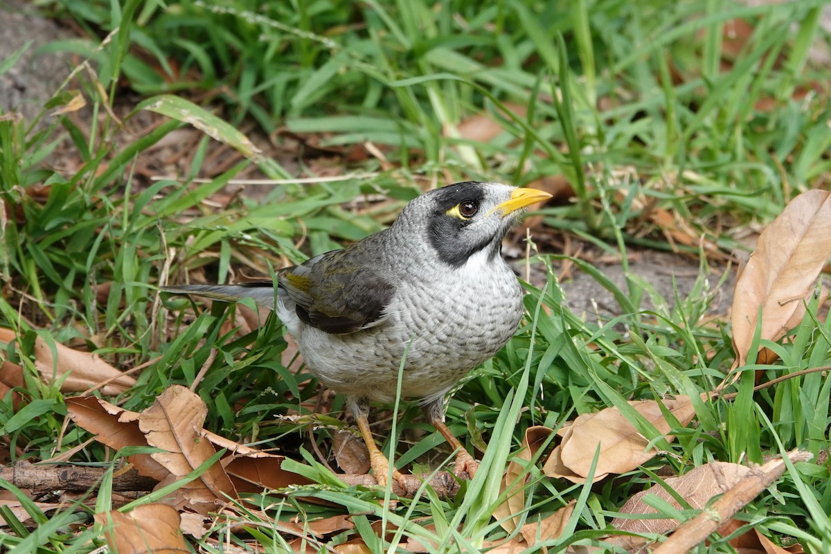 Noisy Miner - ML644423290