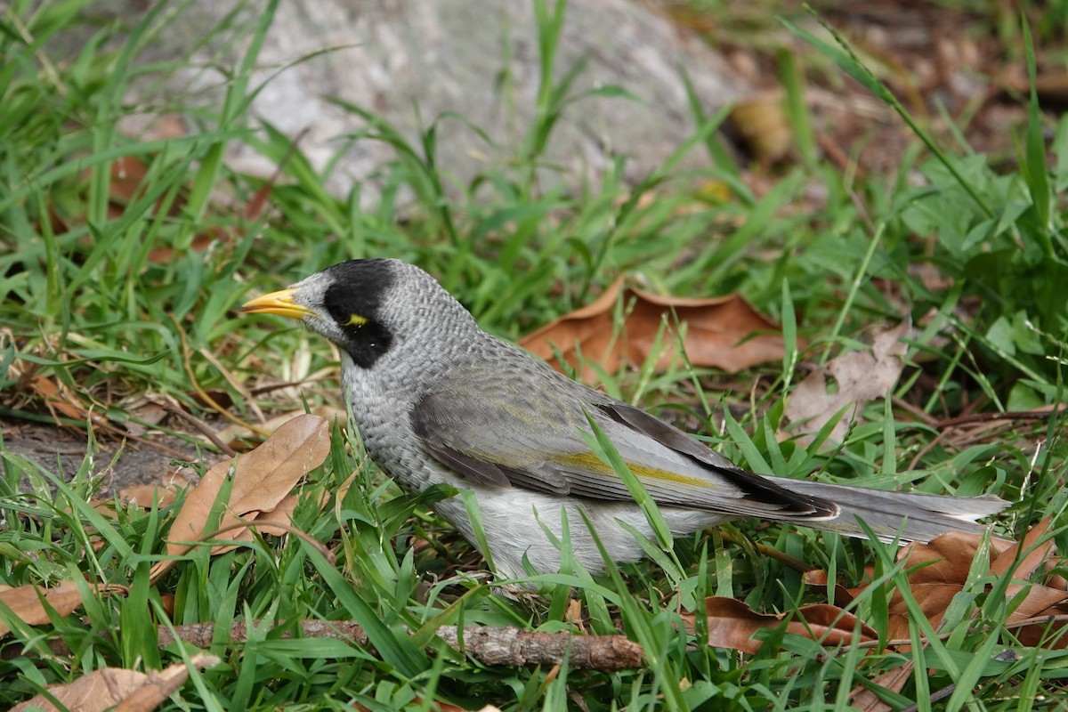 Noisy Miner - ML644423291
