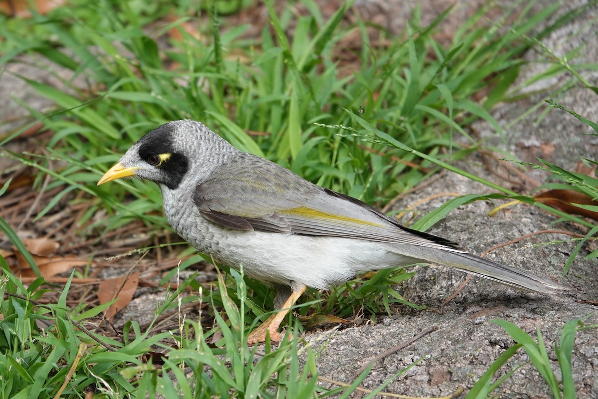 Noisy Miner - ML644423292