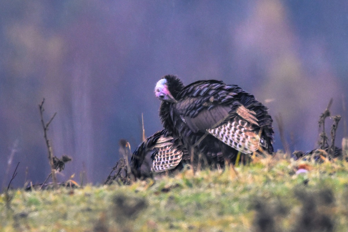 シチメンチョウ - ML644423295