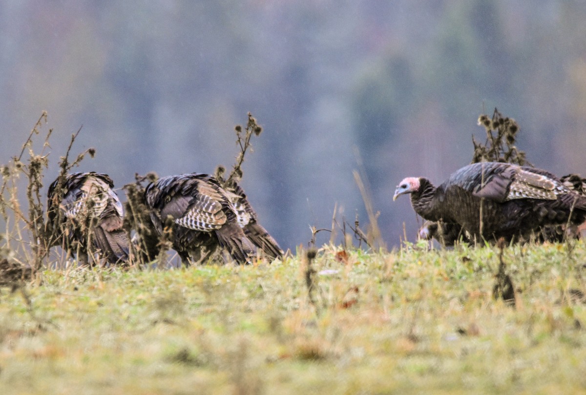 シチメンチョウ - ML644423296