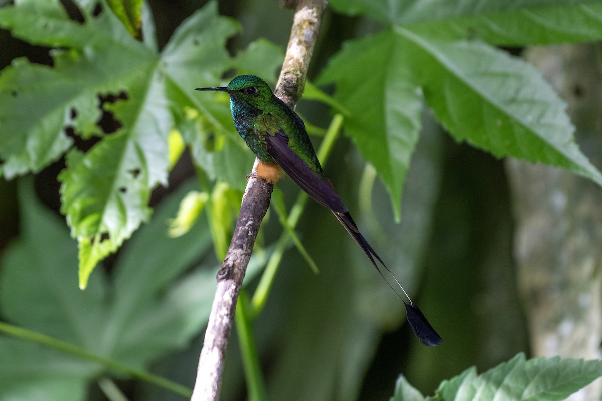 Peruvian Racket-tail - ML644423298