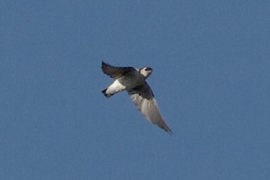 スミレミドリツバメ - ML644423301