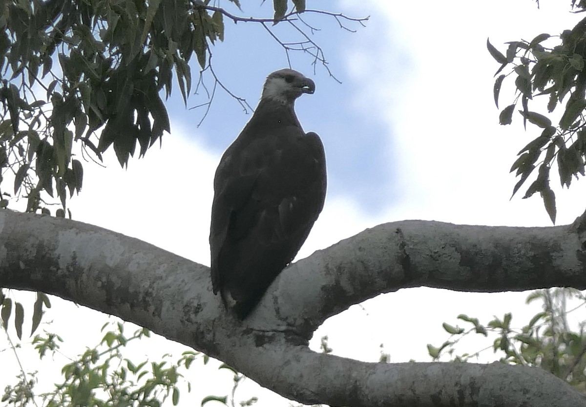 gasserflodørn - ML644423320